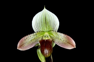 Paphiopedilum Petula's Rhapsody Slipper Zone Quiet Elegance HCC/AOS 76 pts.